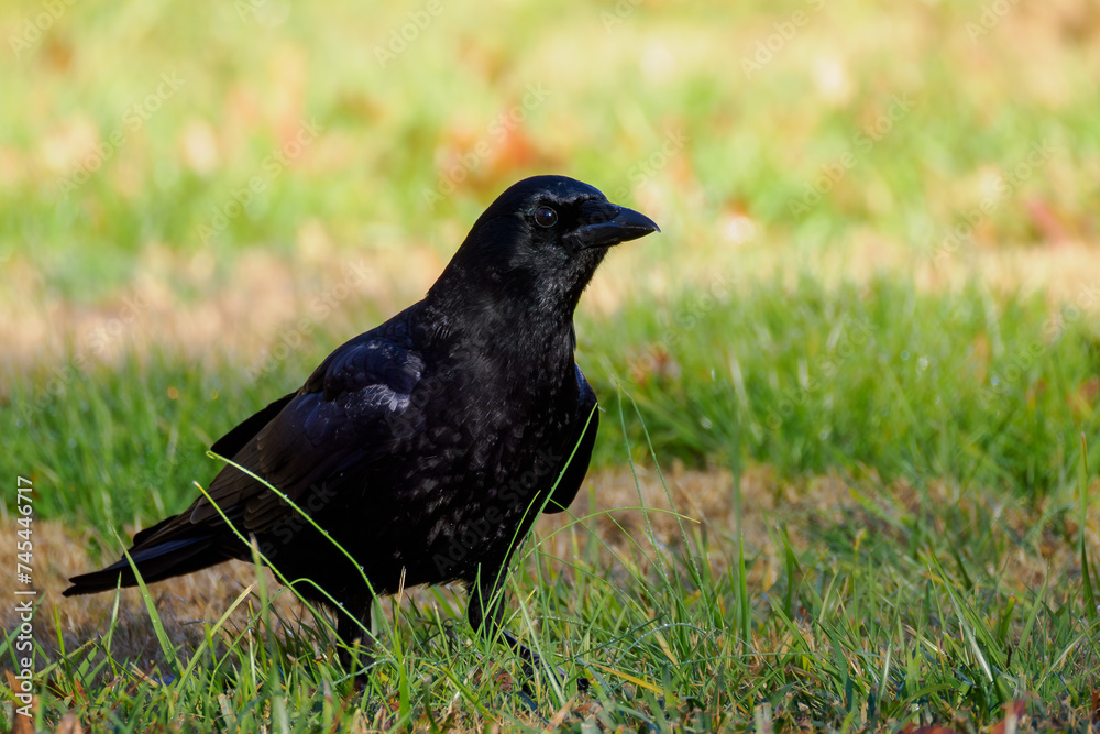 american crow on the grass in fall american crow on the grass in fall