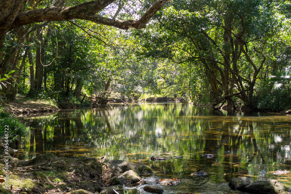 Immerse yourself in the lush rainforest canopy of Far North Queensland's Cairns region, a vibrant jungle haven.