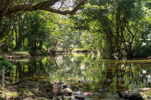 Immerse yourself in the lush rainforest canopy of Far North Queensland s Cairns region  a vibrant jungle haven.