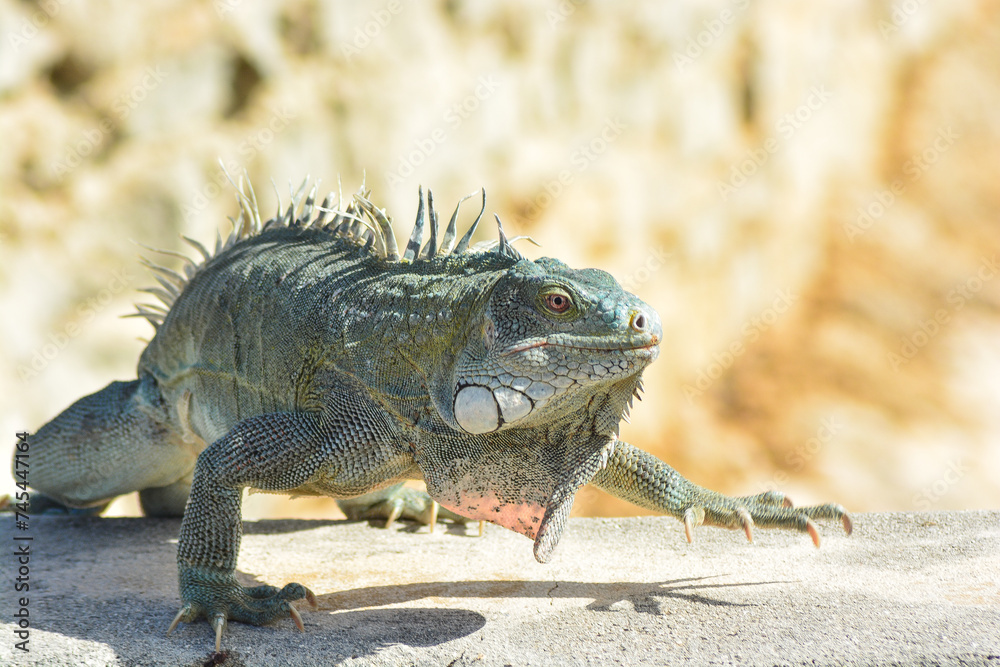 The Green Iguana or the Common Iguana (Iguana iguana). The Green Iguana or the Common Iguana (Iguana iguana).