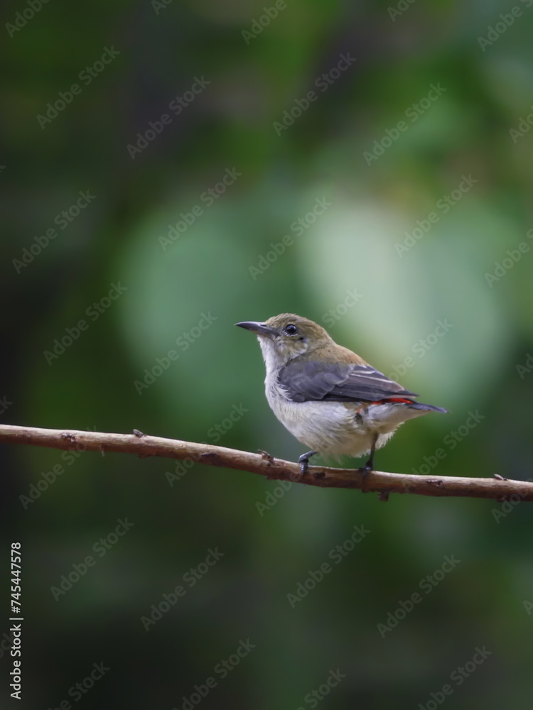 robin on a branch