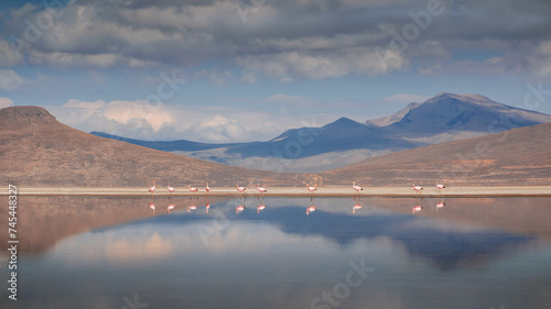 A small flock of pink flamingos standing in Andean lake, reflections and a big mountain are around