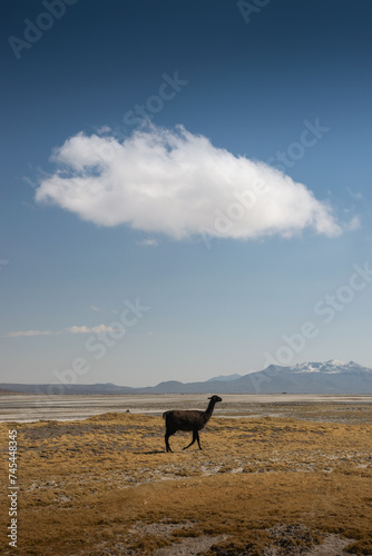 A black llama is grazing an Andean landscape a solo cloud is above  minimalism  salt flats at Arequipa