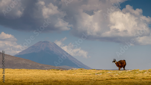 Fototapeta Naklejka Na Ścianę i Meble -  Llama walking on a landscape of Misti volcano