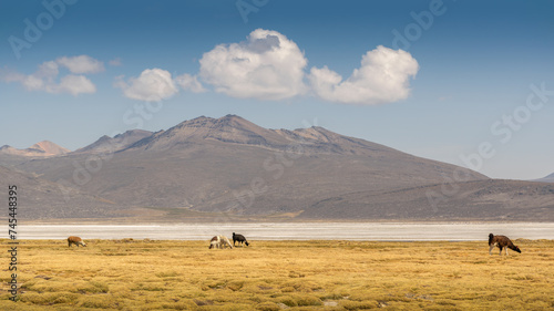 Some llamas grazing on the Andean plateau landscape near salt fields © Robaina Photograpahy