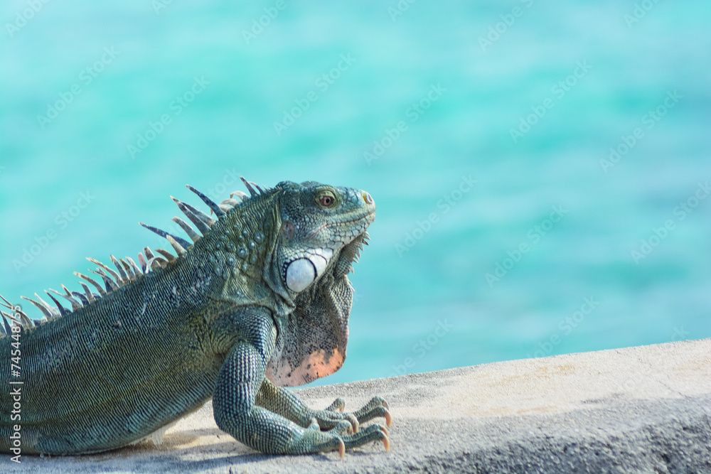 Obraz premium The Green Iguana or the Common Iguana (Iguana iguana) with blue Caribbean sea in the background. 