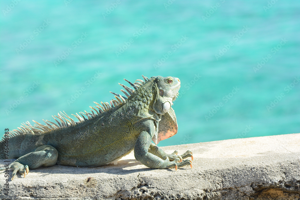 The Green Iguana or the Common Iguana (Iguana iguana) with blue Caribbean sea in the background. The Green Iguana or the Common Iguana (Iguana iguana) with blue Caribbean sea in the background.