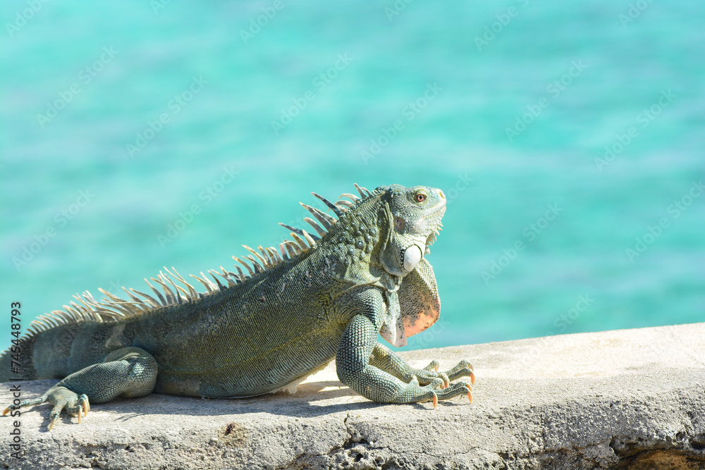 The Green Iguana or the Common Iguana (Iguana iguana) with blue Caribbean sea in the background. The Green Iguana or the Common Iguana (Iguana iguana) with blue Caribbean sea in the background.