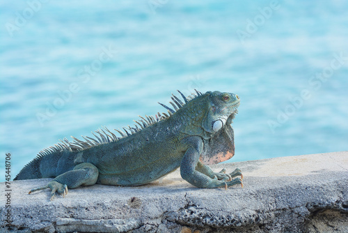 The Green Iguana or the Common Iguana  Iguana iguana  with blue Caribbean sea in the background. 