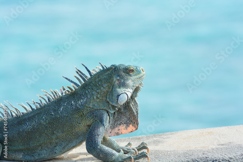 The Green Iguana or the Common Iguana (Iguana iguana) with blue Caribbean sea in the background. 