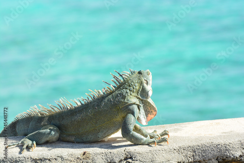 The Green Iguana or the Common Iguana (Iguana iguana) with blue Caribbean sea in the background.  © Lara Red