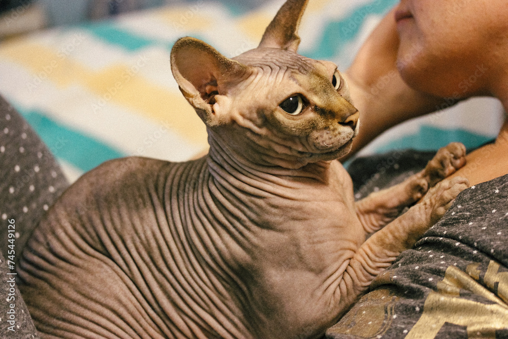 Hairless wrinkled skin brown Canadian Sphynx cat lying on a chest of the owner. Lovable pet in contact with a human. Woman and feline domestic animal.