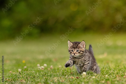 cat in the grass © Eric