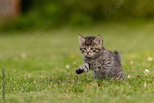 cat on grass © Eric