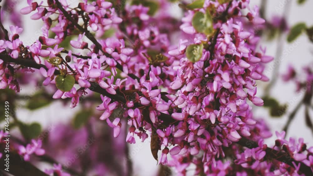 Early Spring Blooms: Judas Tree Branches Early Spring Blooms: Judas Tree Branches