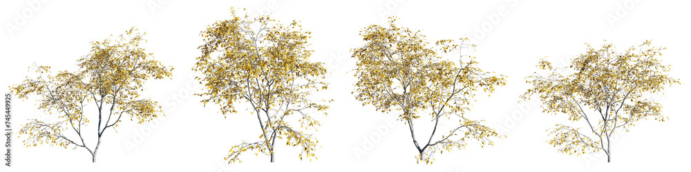 Top view tree,Acer ginnala tree isolate transparent background.3d rendering PNG