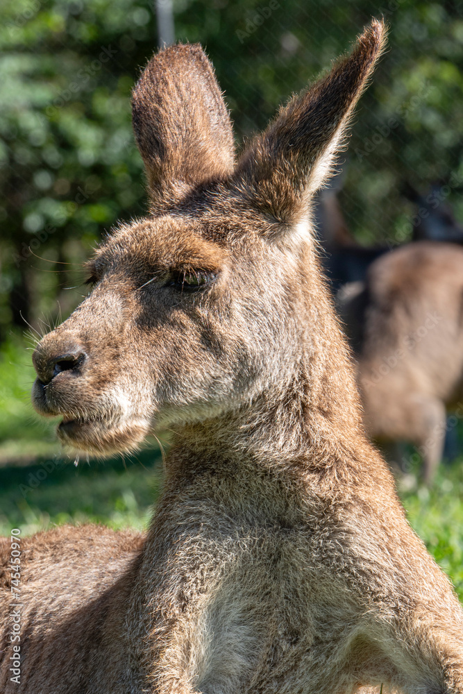 Kangaroo in a park relaxing in grass. High quality photo