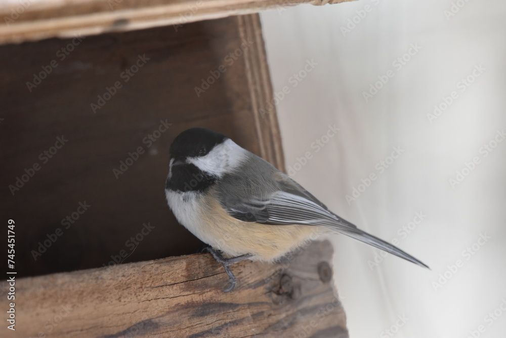 Fototapeta premium La Plaine 25 Février 2024