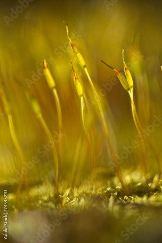 Moss sporangia. Platamona, pine forest. Sassari, Sardinia, Italy