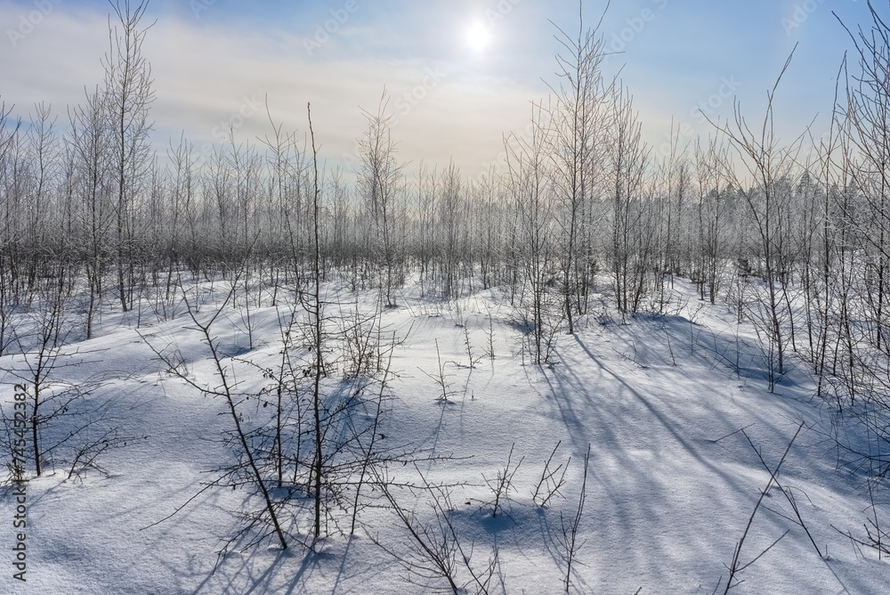 Sunny landscape of winter forest Sunny landscape of winter forest