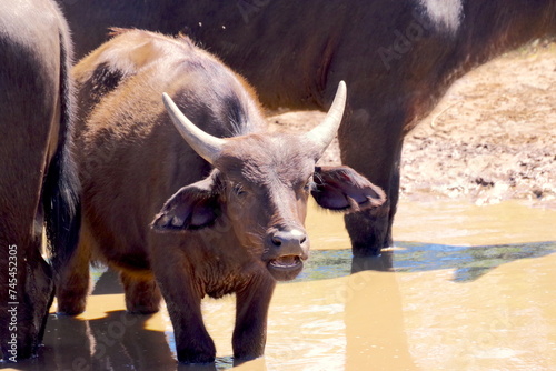 Buffalo Calf in Water