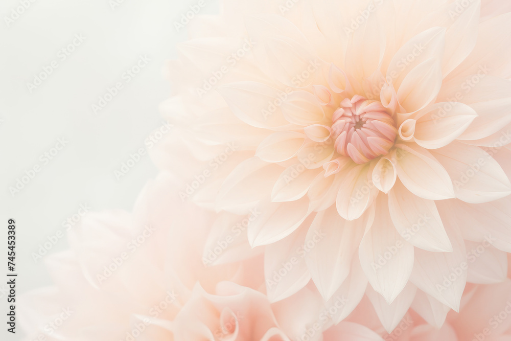Close-up of a delicate pink flower blooming elegantly against a pristine white backdrop Close-up of a delicate pink flower blooming elegantly against a pristine white backdrop