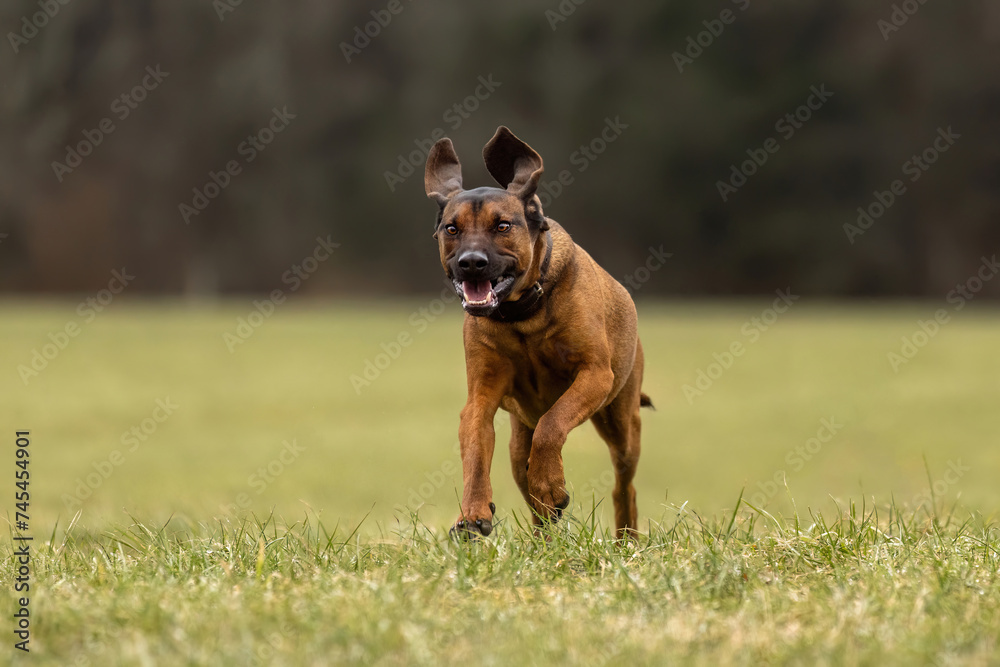 A bavarian mountain dog playing on a meadow outdoors