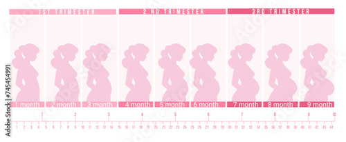 Pregnancy period by weeks, trimesters, months. Pregnancy time banner with isolated vector illustration.