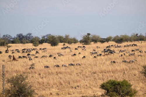 Wildebeests and zebras grazing in Tarangire National Park, Tanzania © FotoRequest