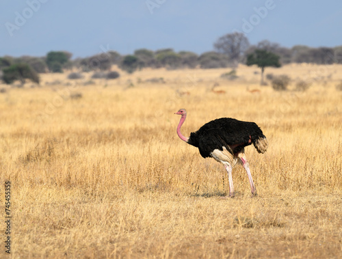 Male Common Ostrich foraging on dry grass in savannah of Tanzania,closeup portrait