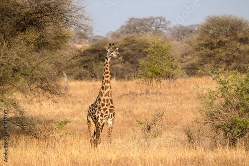 Masai Giraffe standing on dry grass in savannah of Tanzania