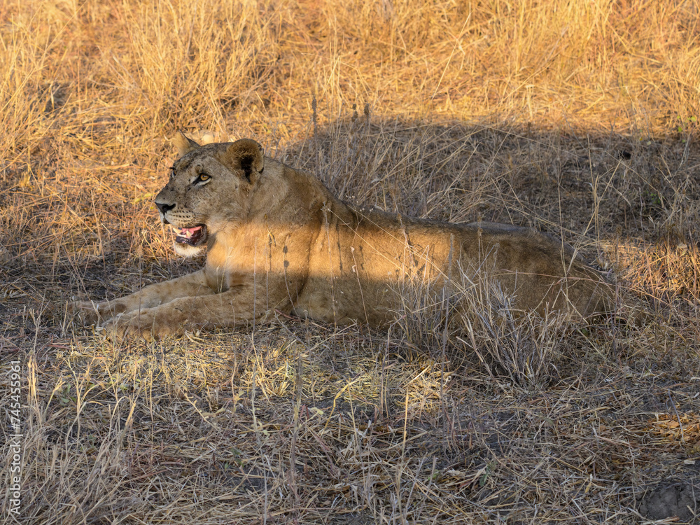 Φωτογραφία Full body portrait of a lioness lying on the dry grass in savannah of Tanzania