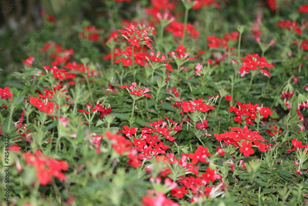 beautiful red flowers amidst the green leaves. red and green in nature. green and red plants.