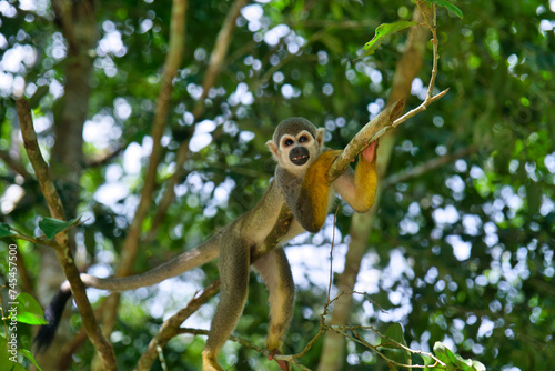 Monkey chilling on a branch in jungle