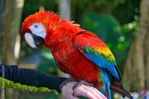 Colorful macaw on someone's arm © Ellie R
