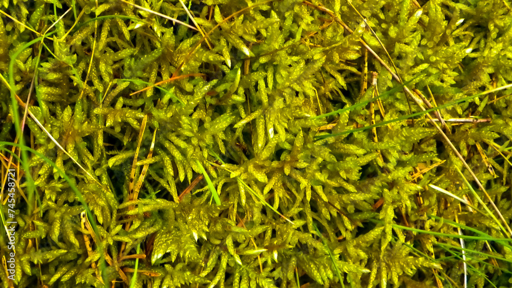 Close-up of forest moss and lichen. Close-up of forest moss and lichen.