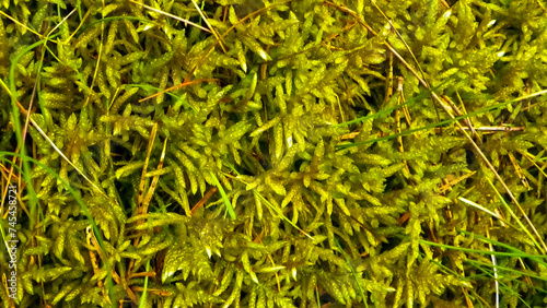 Close-up of forest moss and lichen.