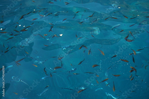 Fische in Sardinien