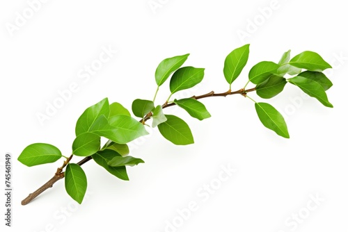 Green Leaves, Branch Isolated on White Background, Graphic Design, Fresh Nature Elements