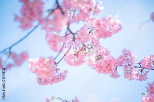 河津桜と空 
