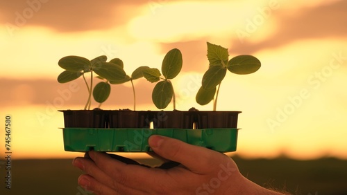 Gardening, growing green sprouts. Income growth in business. Business investment growth concept. Green sprout in hands of farmer in field, sunshine. Palms of farmer, green shoots. Agriculture Business