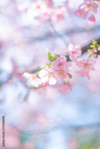 河津桜と空 © kanako