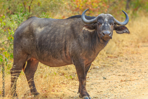 African buffalo  Syncerus caffer  standing in grassland nature  dry season. Kruger National Park in South Africa. The Cape buffalo is a large African bovine part of popular Big Five.