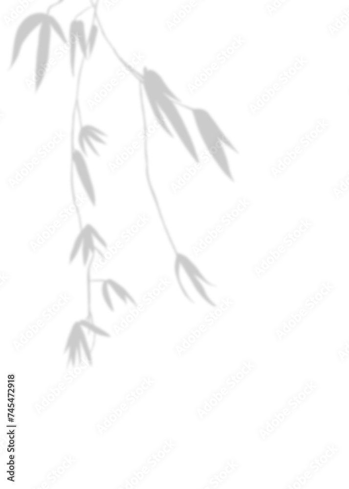 Obraz premium Blurry Gray Bamboo Soaring shadow, Illustration of olive Silhouetted Against Nature's Canvas. Hand drawn. Isolated background.