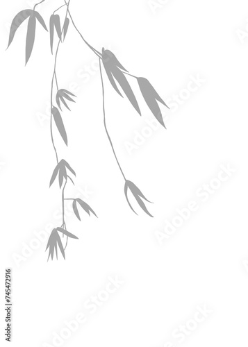 Grey Bamboo Soaring shadow  Illustration of olive Silhouetted Against Nature s Canvas. Hand drawn. Isolated background.
