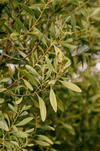 rama similar a olivo colombia popular