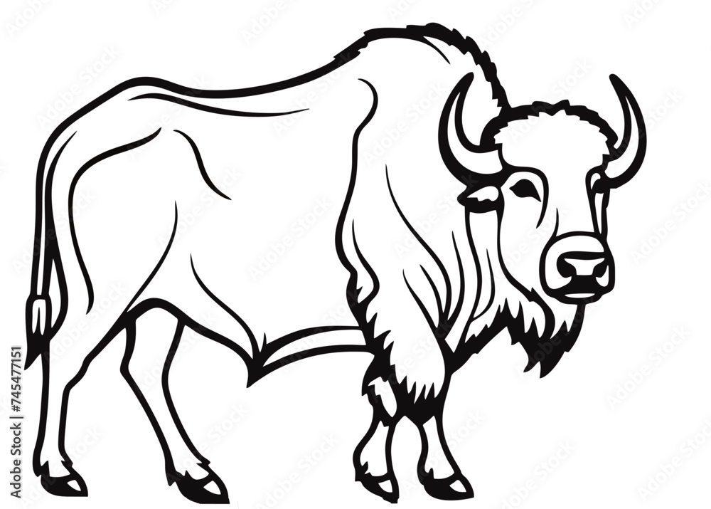 Buffalo. Hand drawn vector illustration