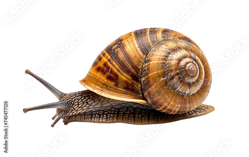 Snail PNG cutout isolated on transparent background, graphic resource