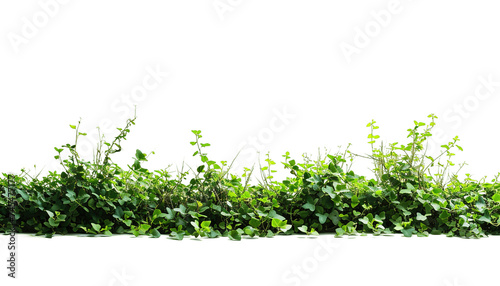 Green grass and weeds cutout, PNG isolated on transparent background, graphic resource