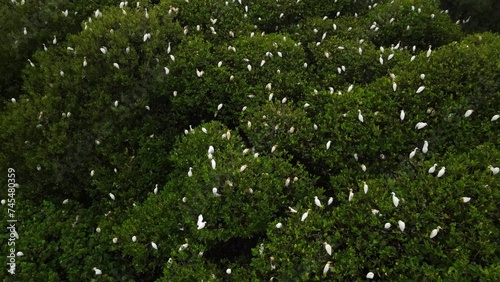 Dozens of buffalo egrets in the Baros Mangrove Forest area, Tirtohargo, Kretek, Bantul, Yogyakarta, Indonesia.